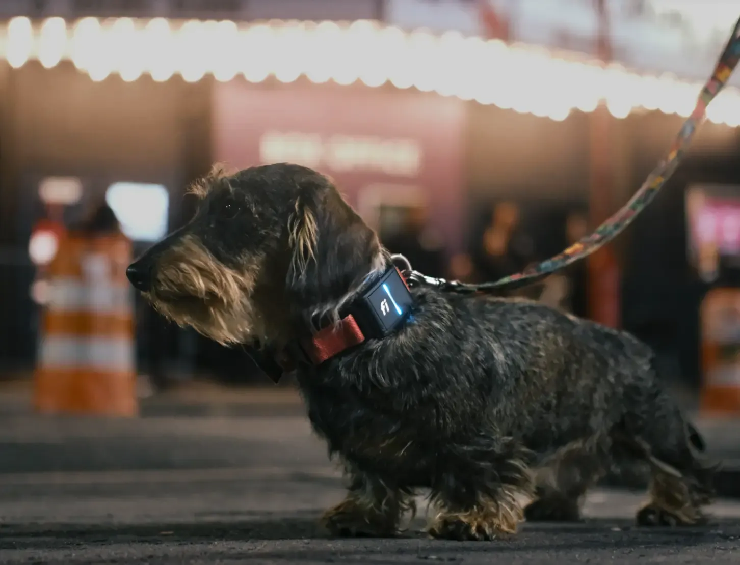 Elliot the Dachshund