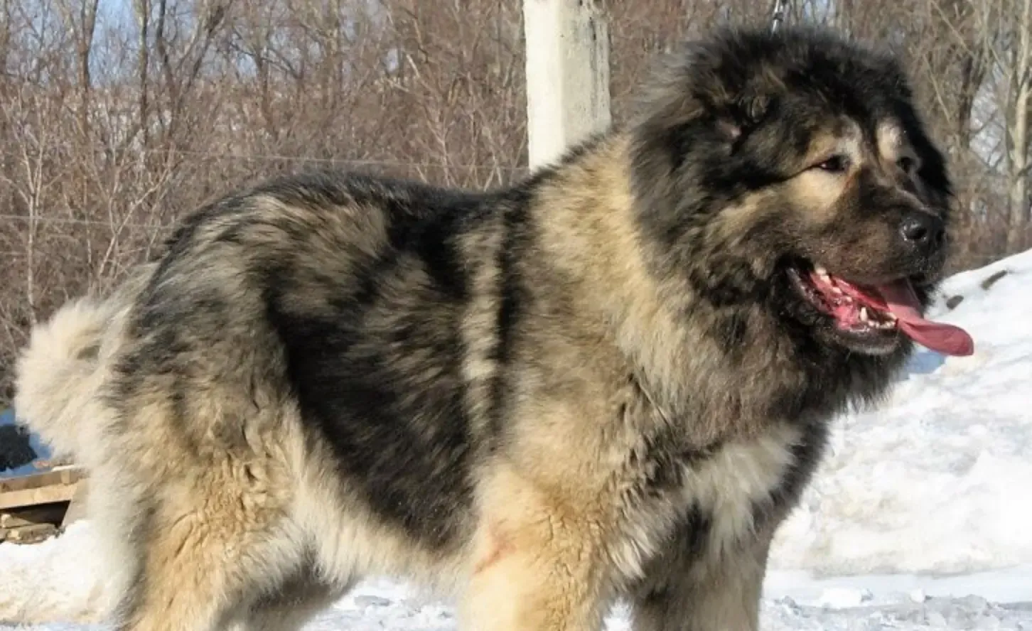 Russian Bear Dog