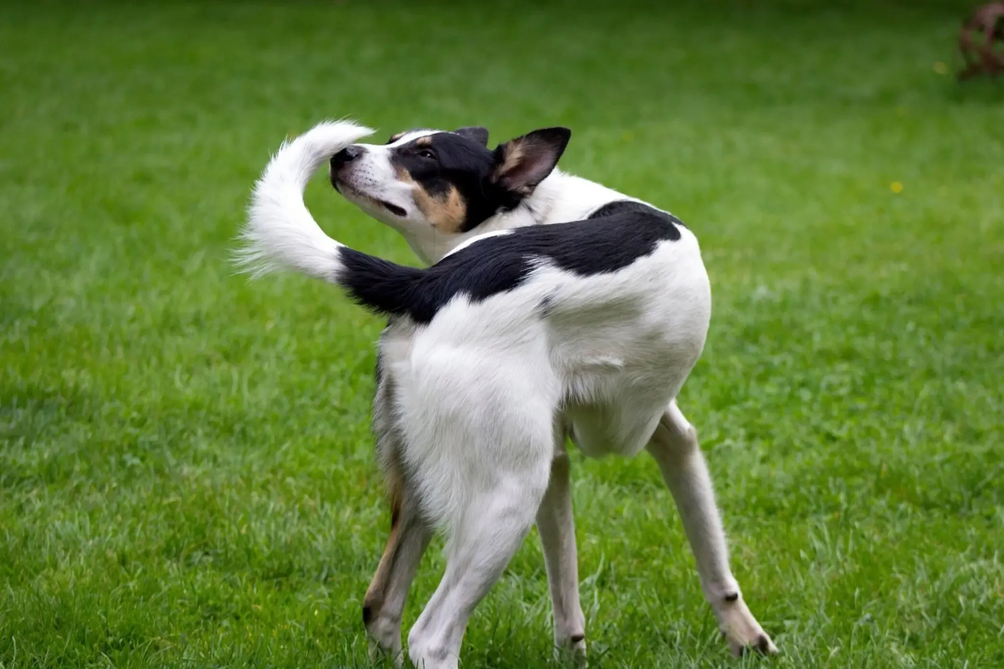 Why Do Dogs Chase Their Tails?