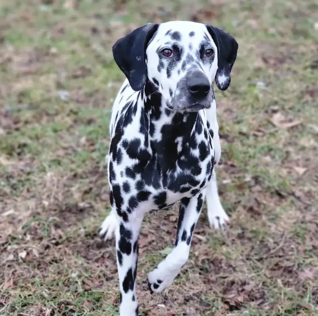 Meet Manchas the Dalmatian