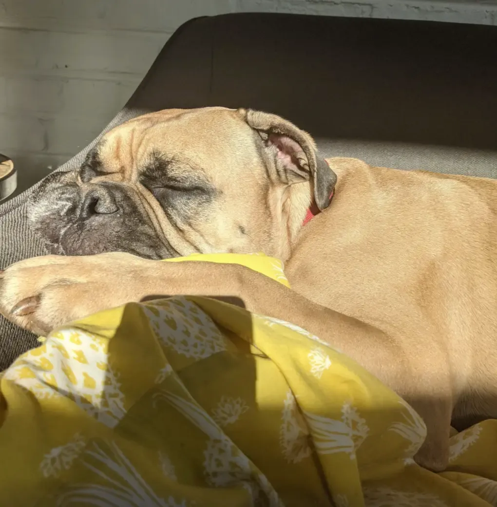 Meet Walter the Couch Master