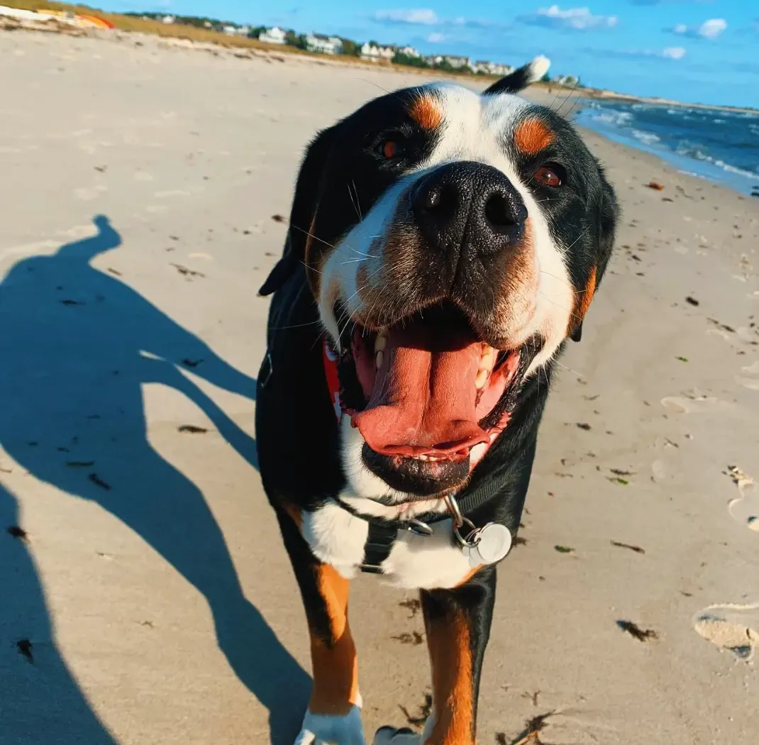  MEET MURRAY THE SWISS MOUNTAIN DOG