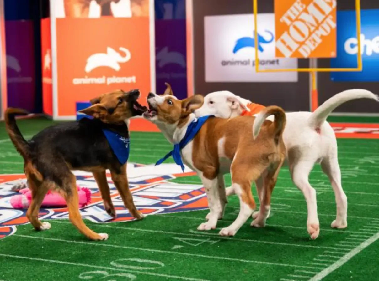 RUFF VS. FLUFF: THE CANINE CLASH AT THE PUPPY BOWL