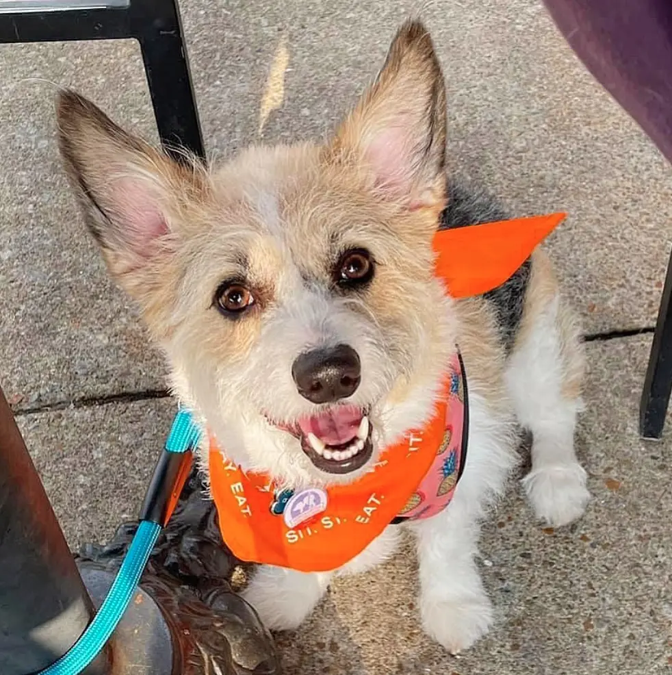 Corgi Doodle / Corgi Poodle Mix