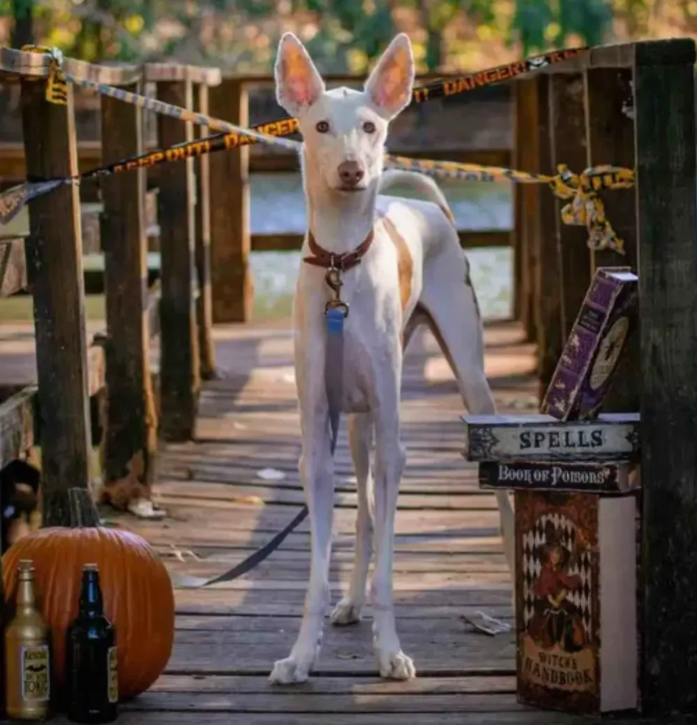 Ibizan Hound