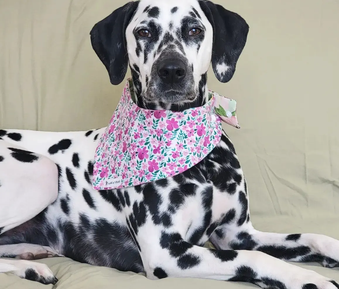 MANCHAS THE DALMATIAN