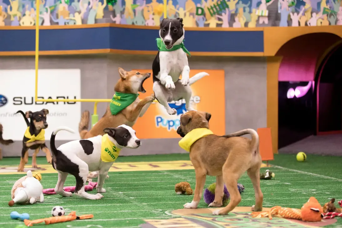 Puppy Bowl