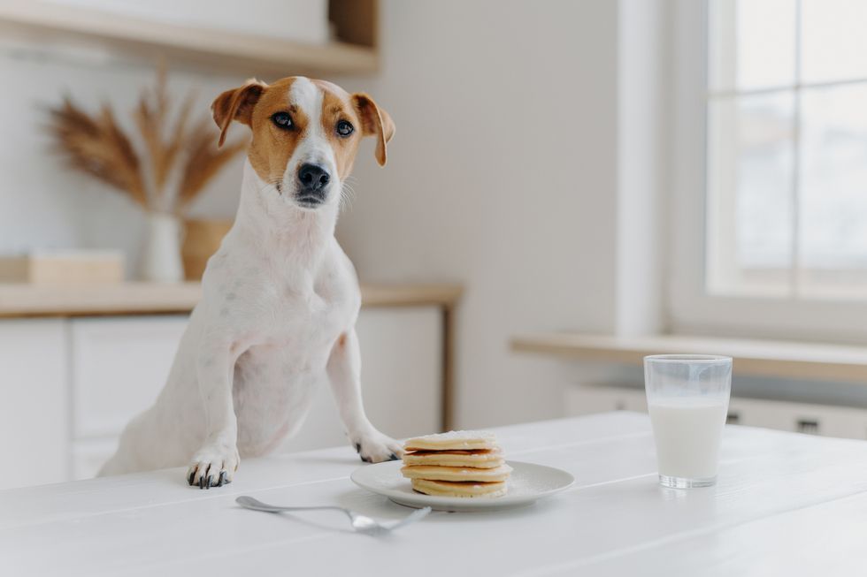 pancakes and dogs