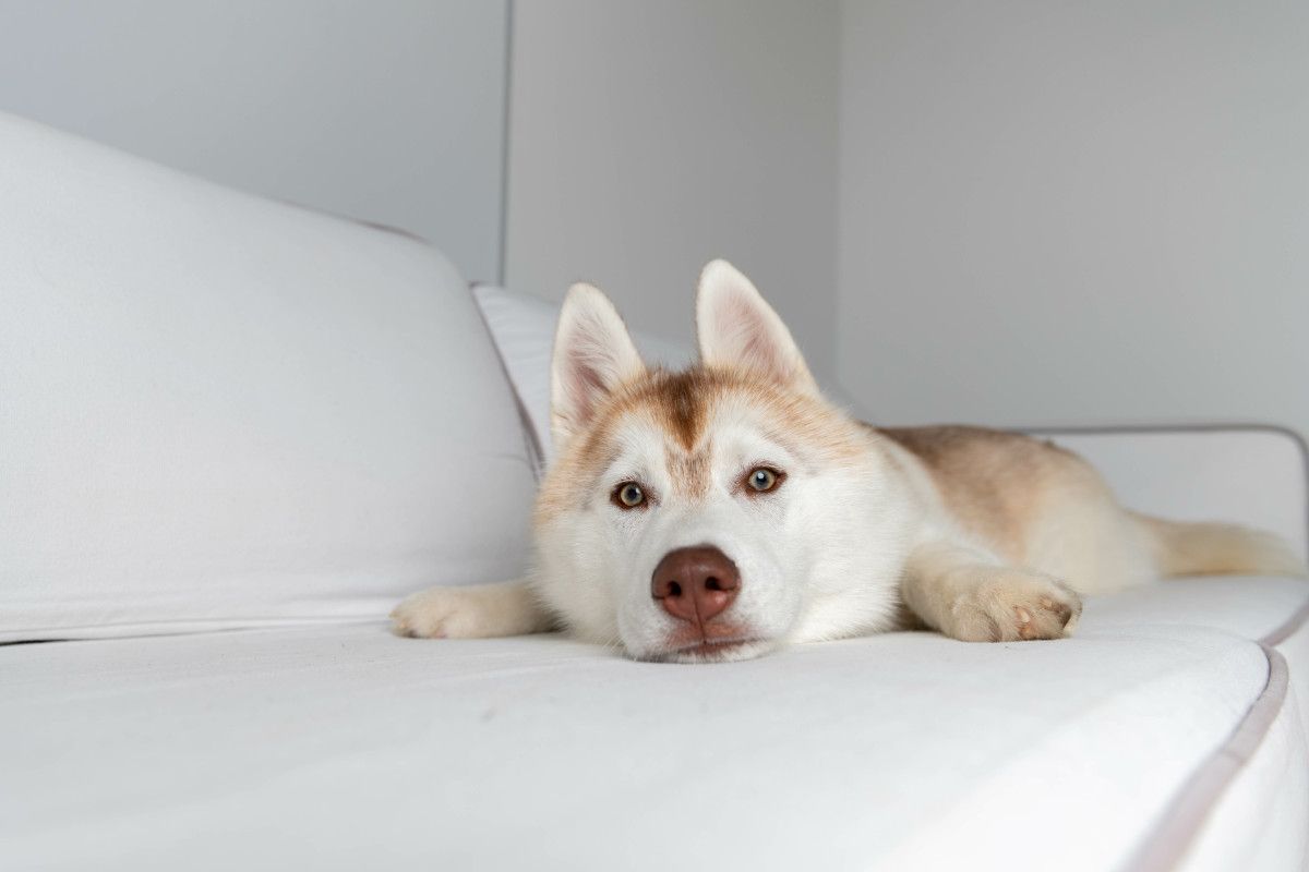 why do huskies talk