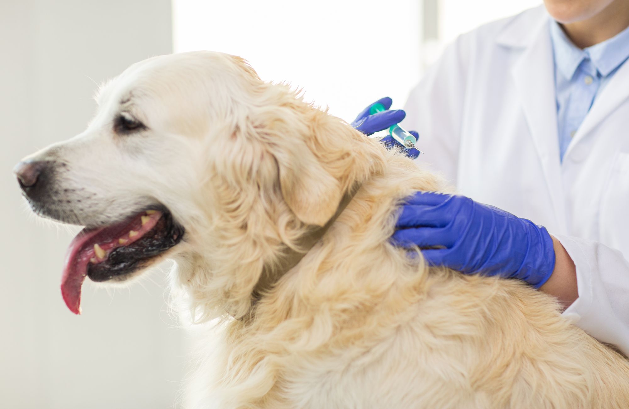 Rabies Vaccine for Dogs