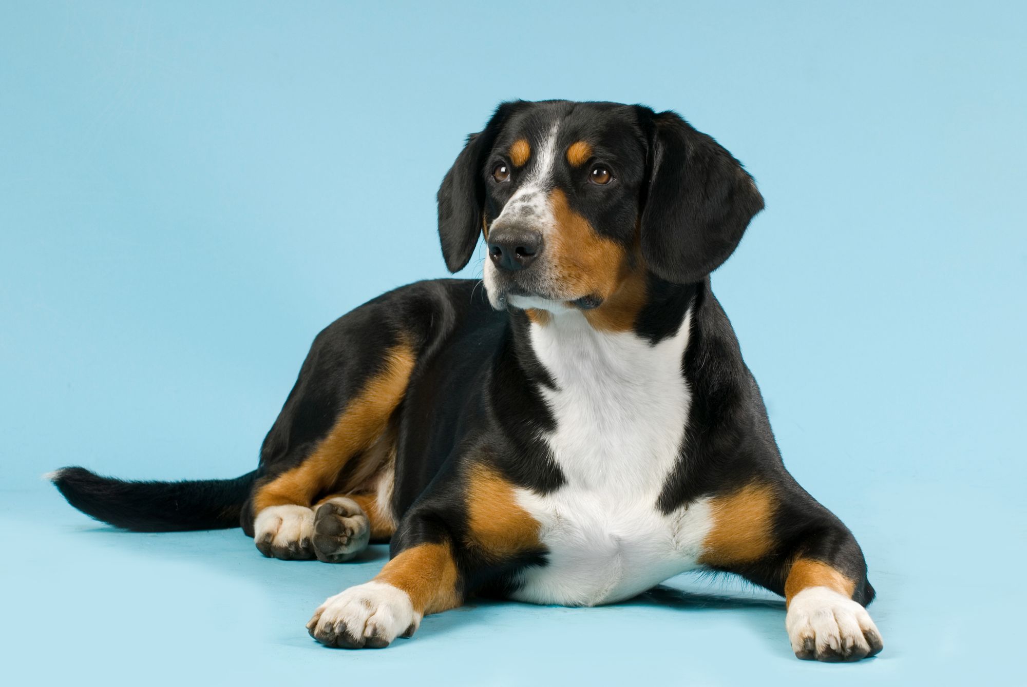Entlebucher Mountain Dog