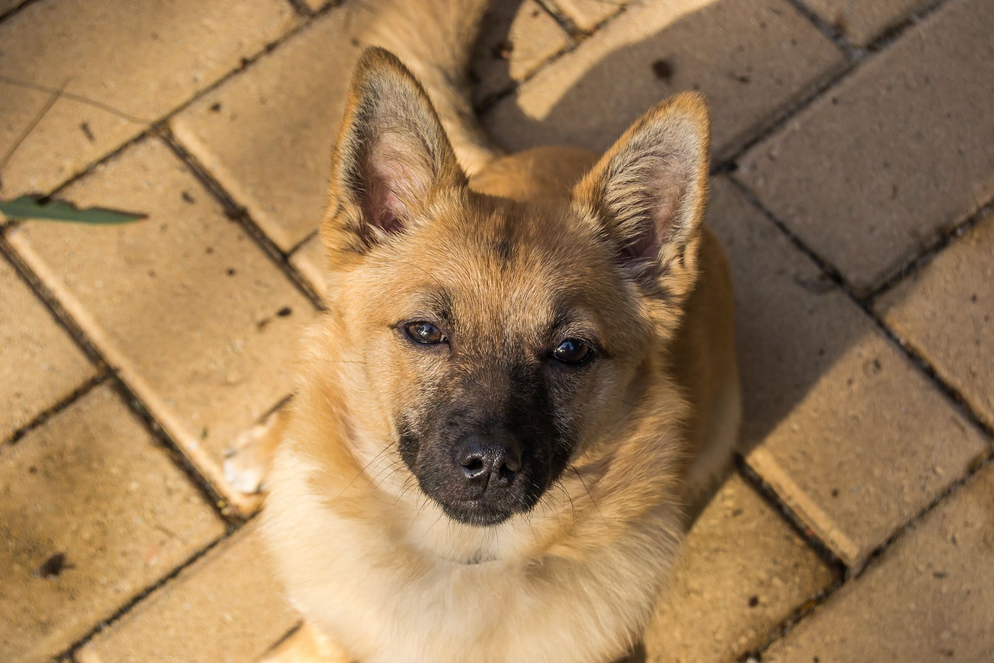 Norwegian Buhund