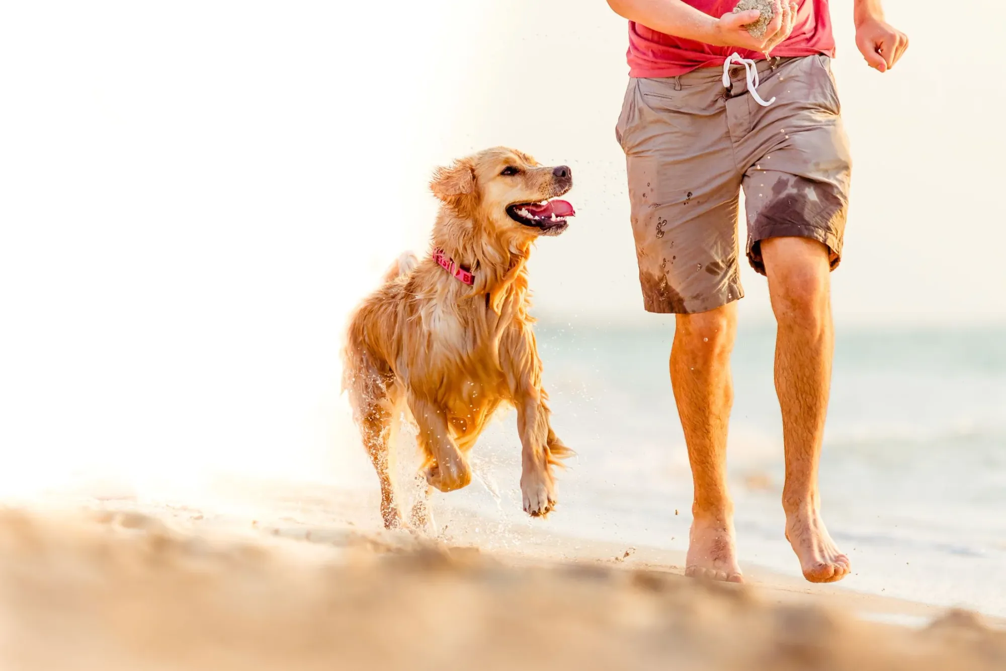 Dog playing with his owner near a beach