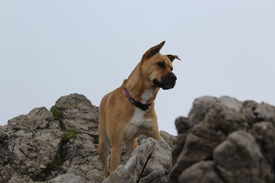 Best Hiking Gear for Dogs