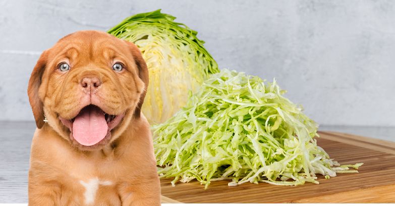 Can Dogs Consume Cabbage?