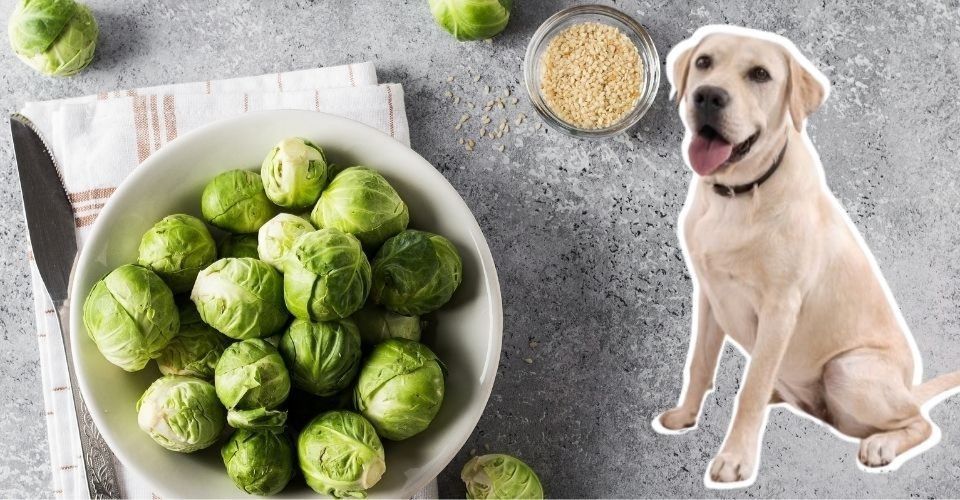 Can Dogs Eat Brussels Sprouts
