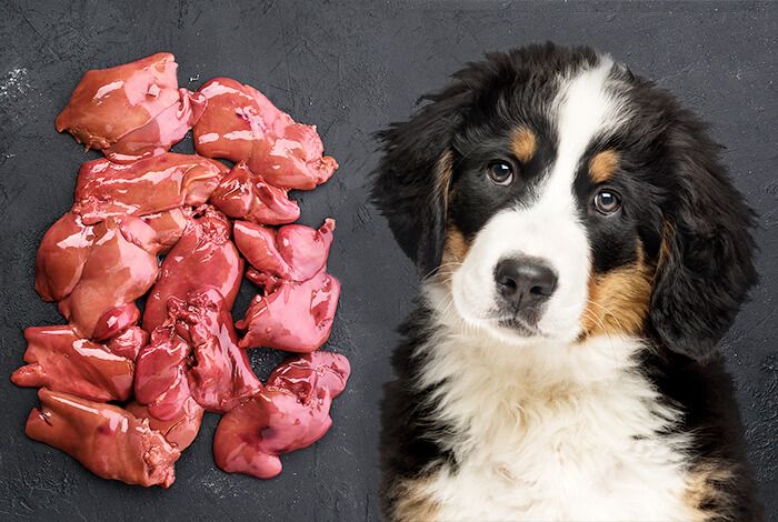 Can My Dog Eat Liver