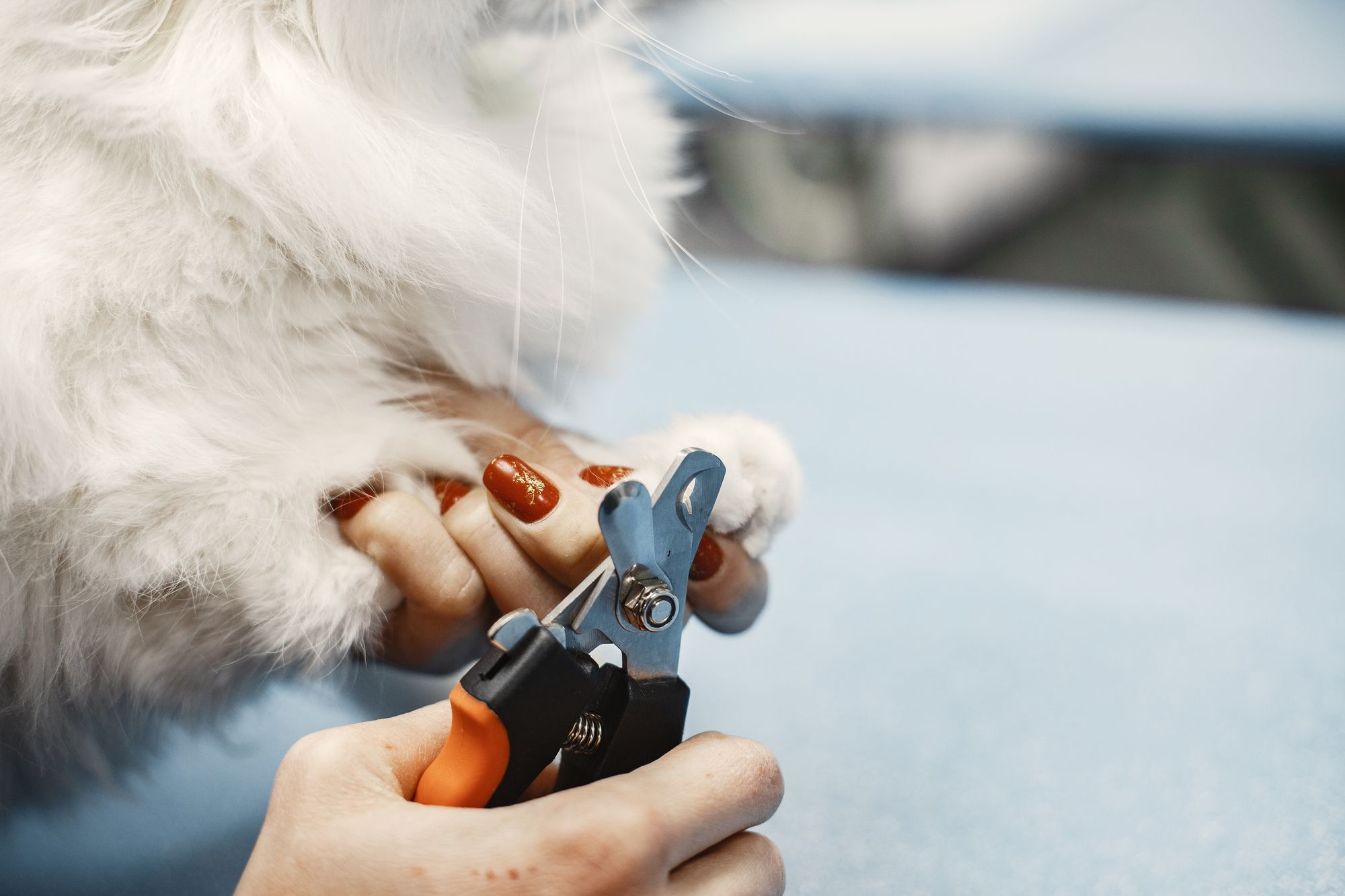 Dog Nail Trimming Techniques
