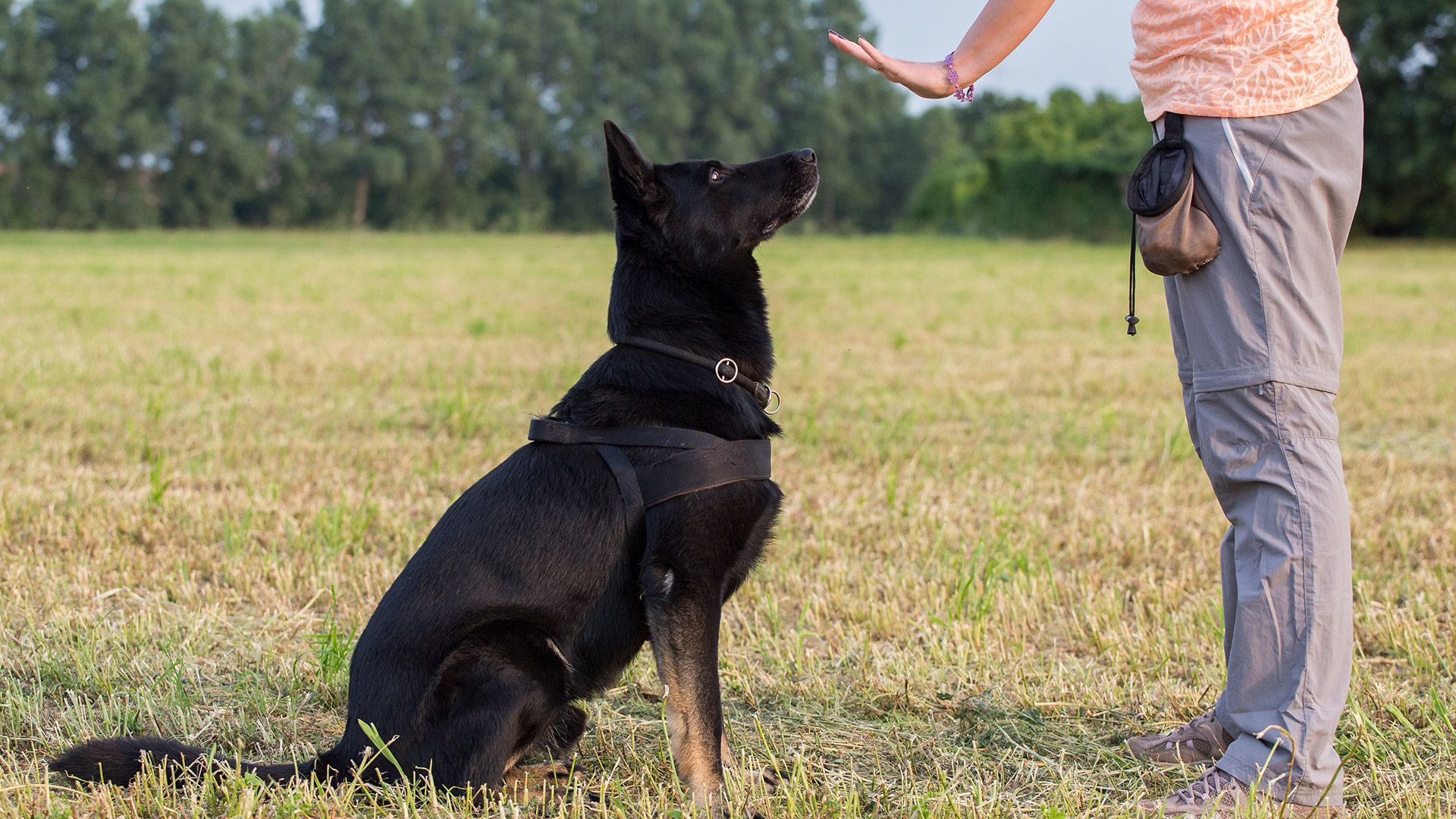 Dog Training