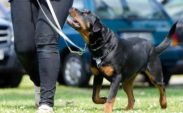 what type of collar is best for dog training?