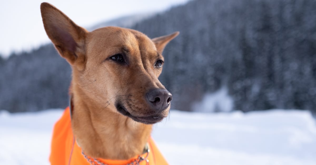 Formosan Mountain Dog
