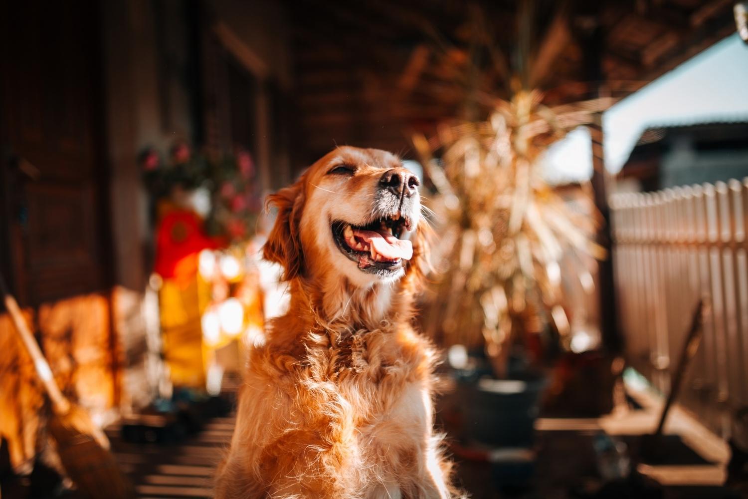 Happy dog