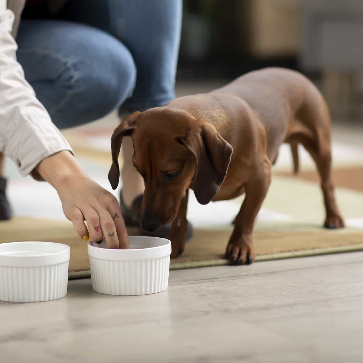Holistic dog food ingredients