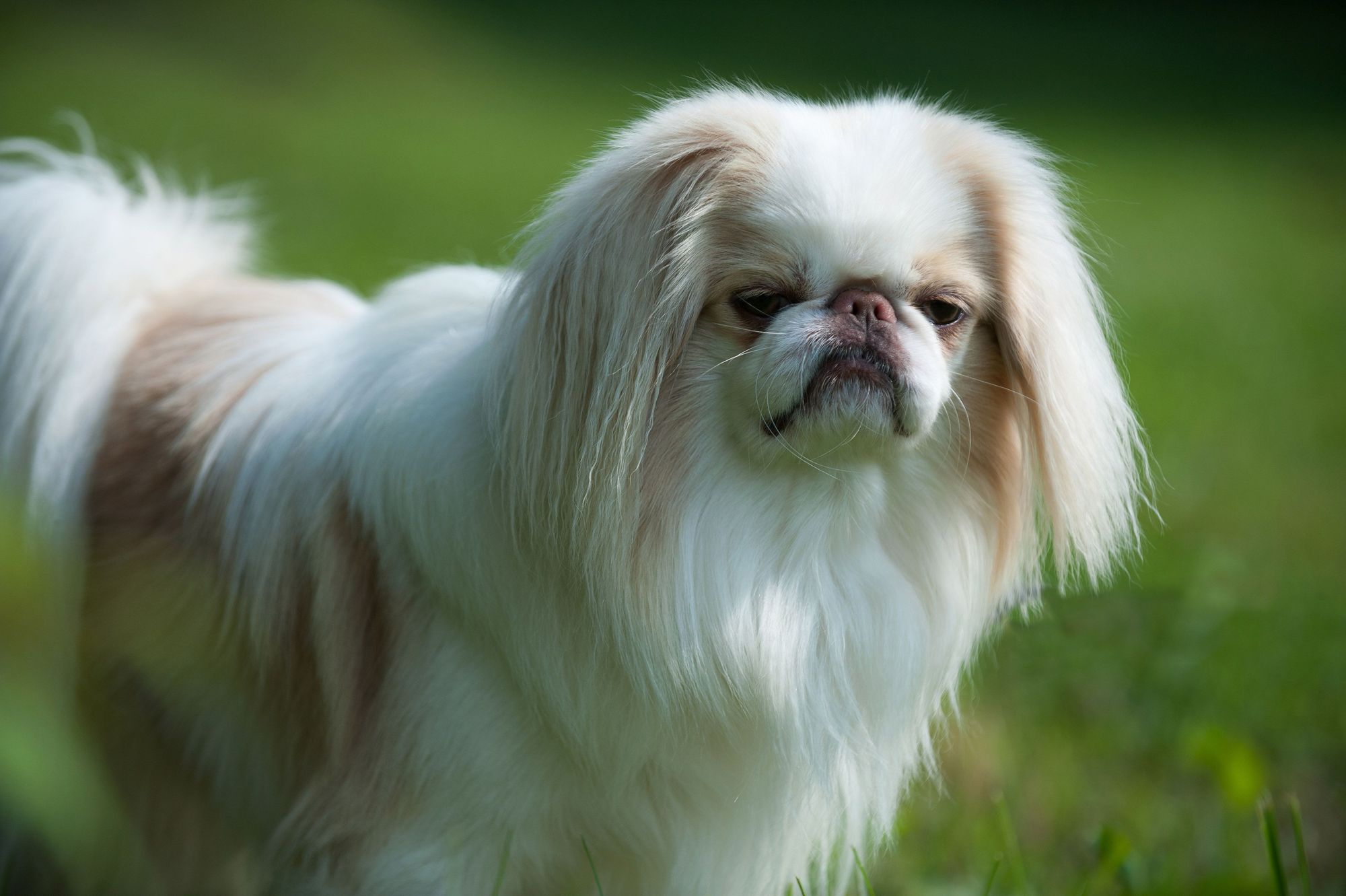 Japanese Chin dog breed