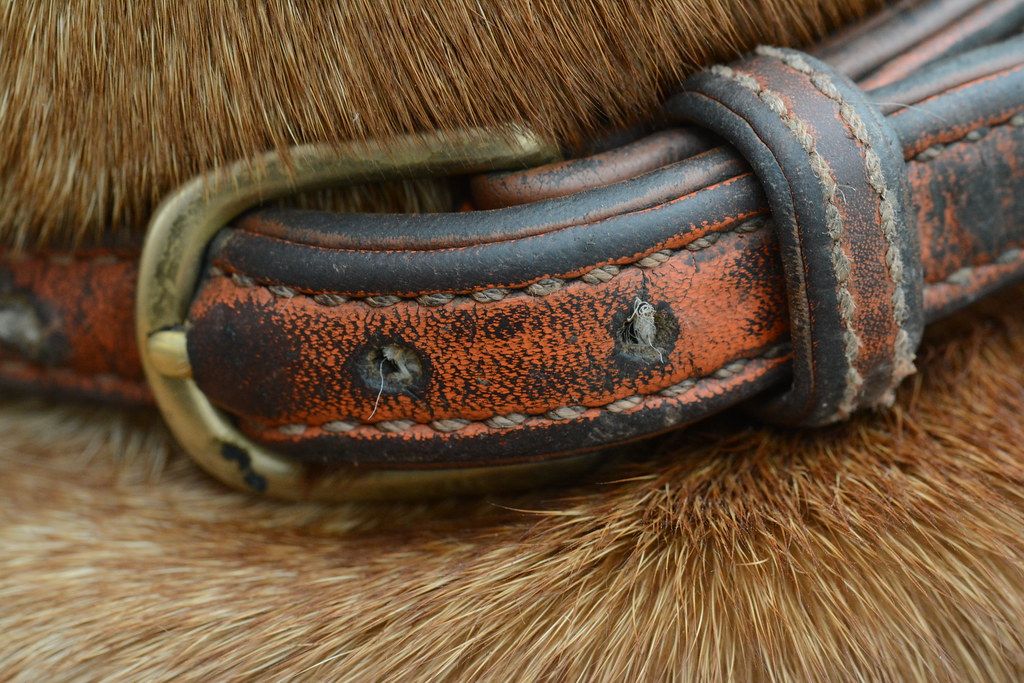 how to clean leather dog collar