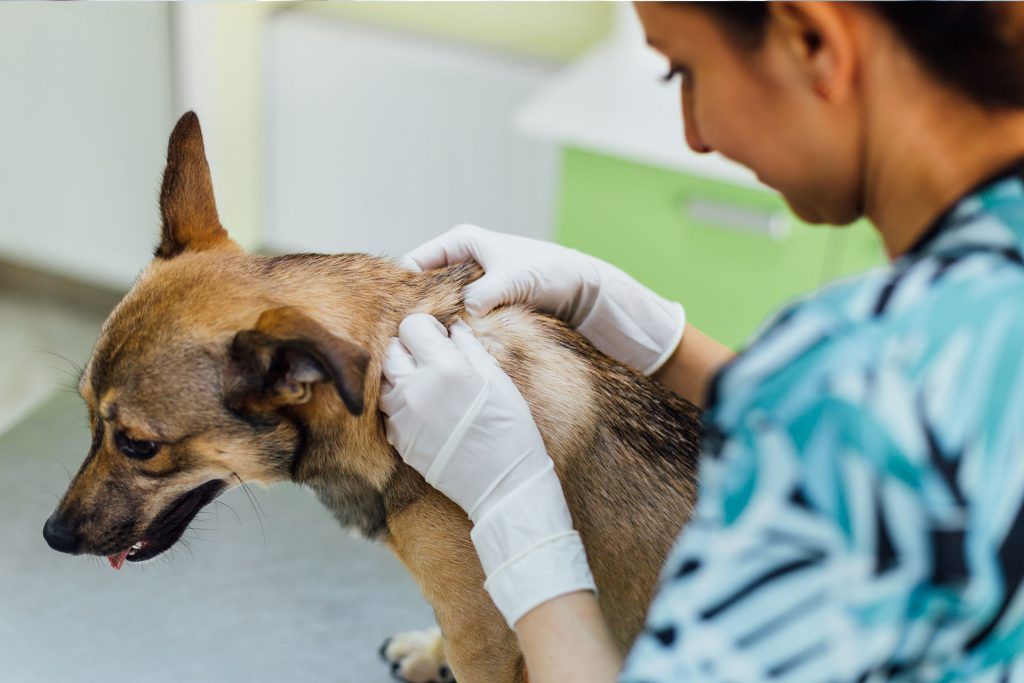 Can I feel the Microchip in My Dog?
