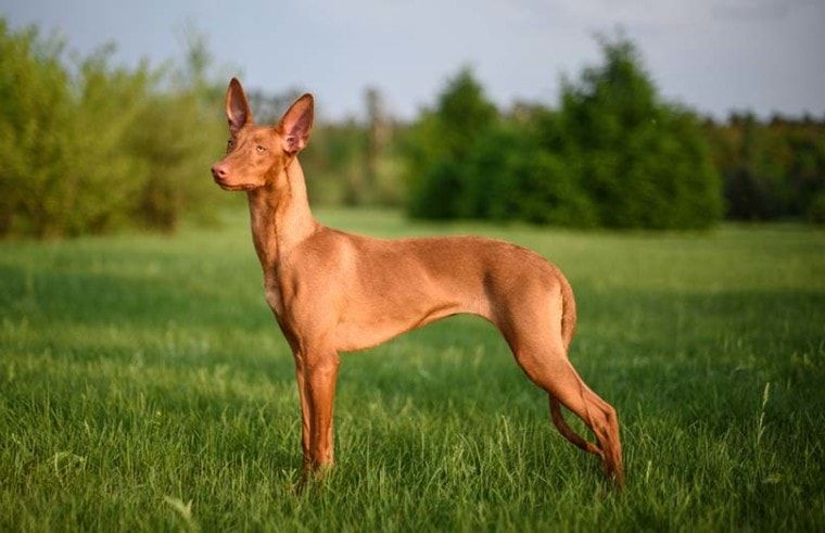The Pharaoh Hound