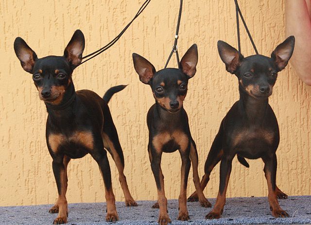 Prague Ratter Dogs