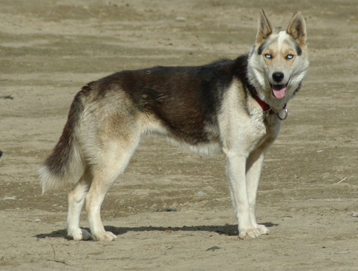 Seppala Siberians