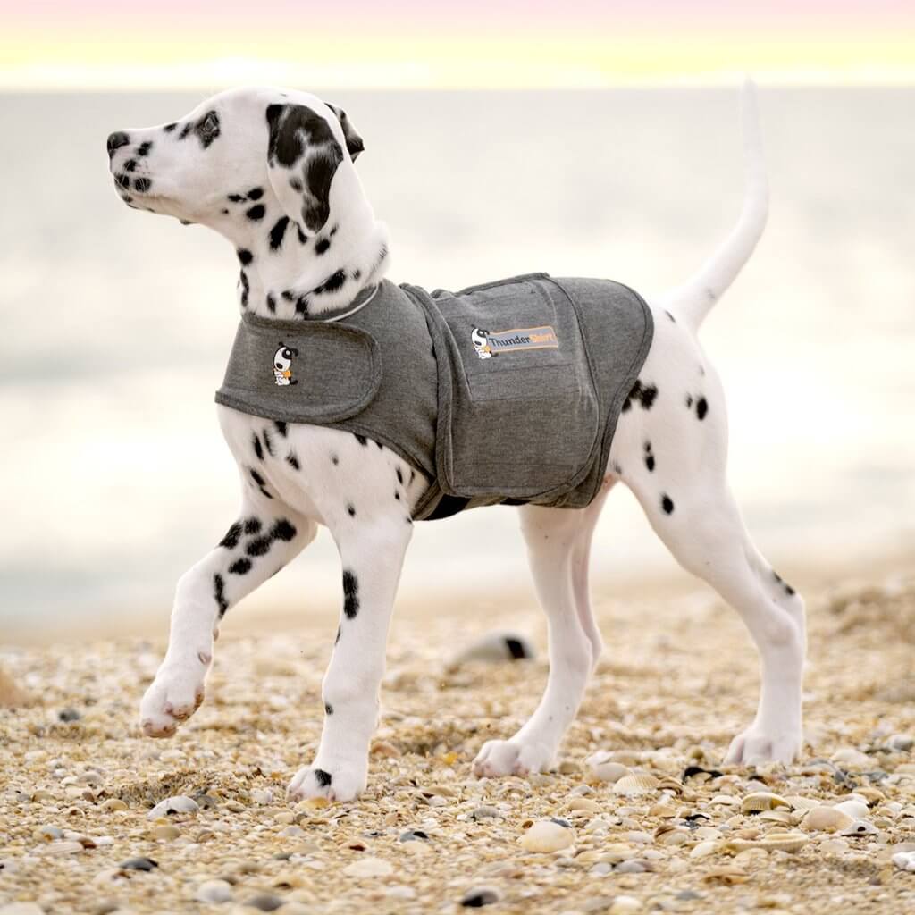 Thundershirt for Dogs