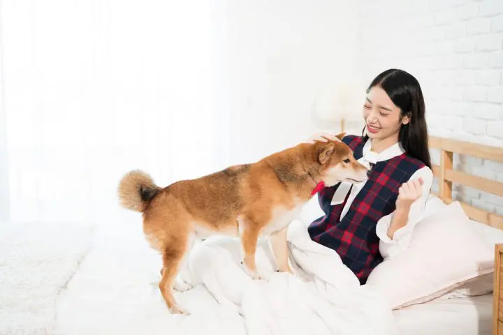 Dog Stand Over a lady