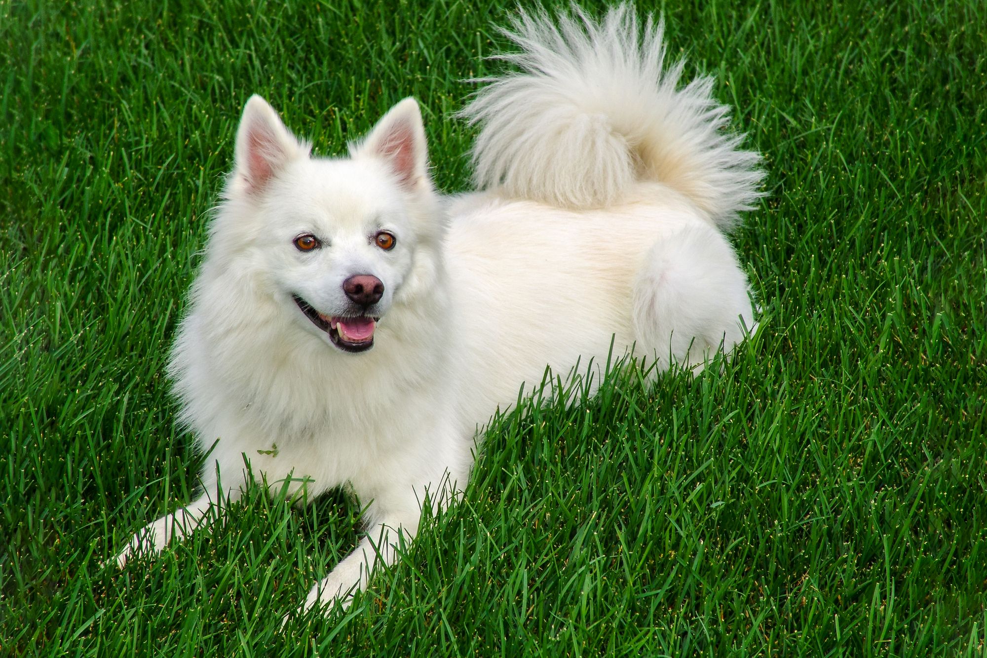 American Eskimo Dog 