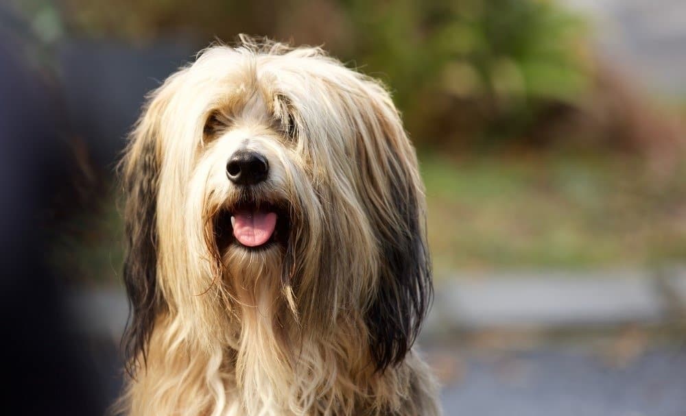 Bearded Collie