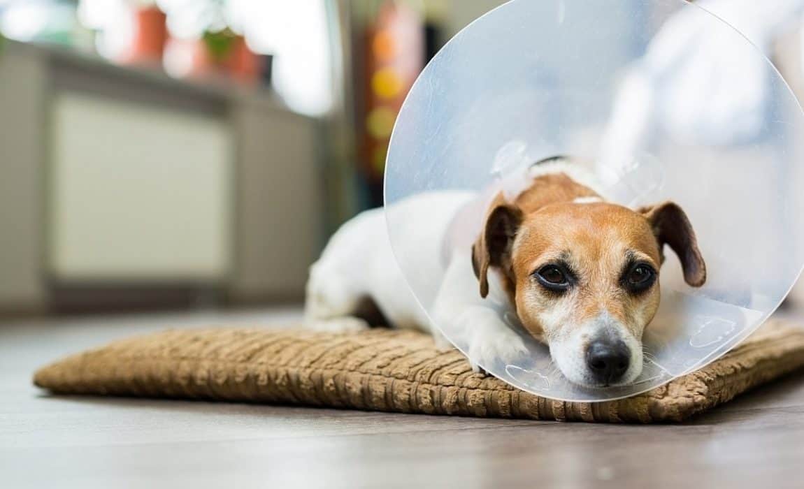 dog cone collar how to put on