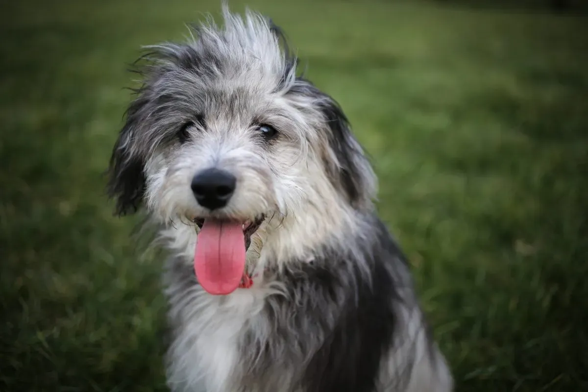 blue merle aussiedoodle: https://blog.tryfi.com/