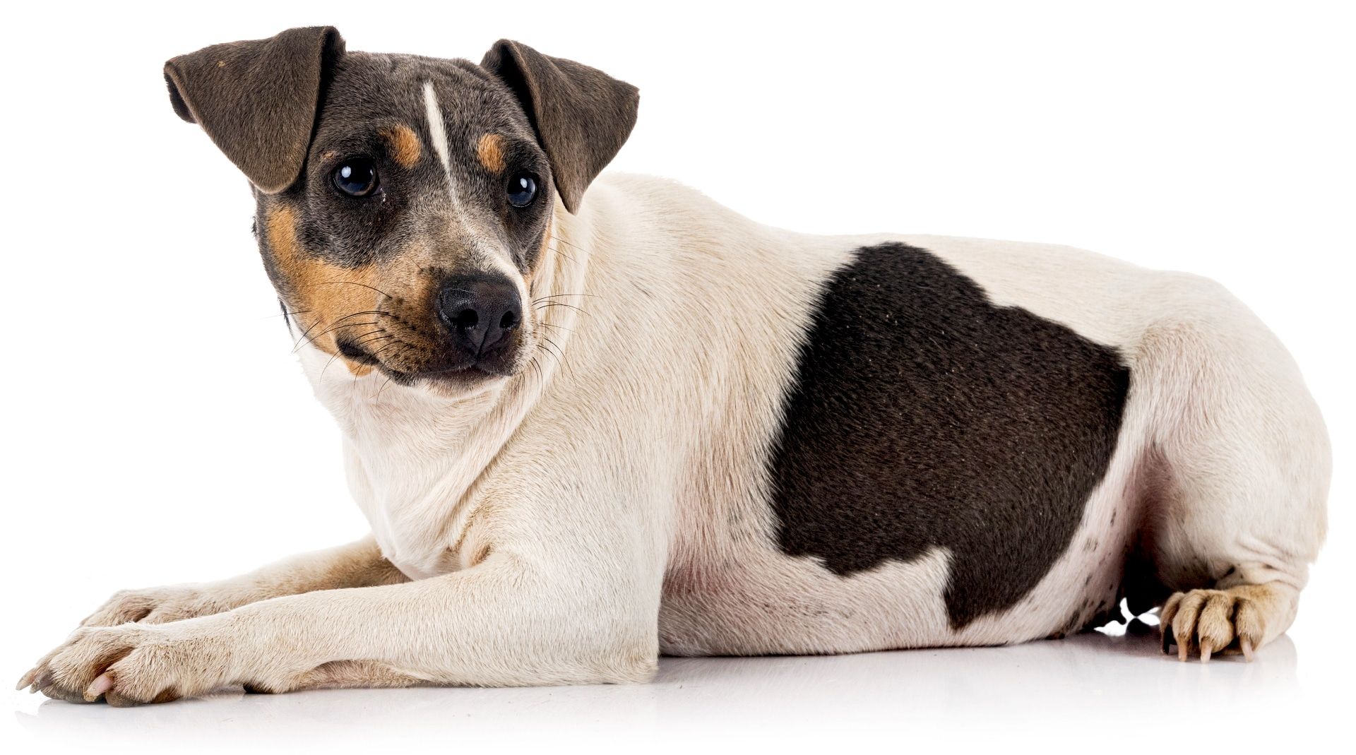 Brazilian Terrier