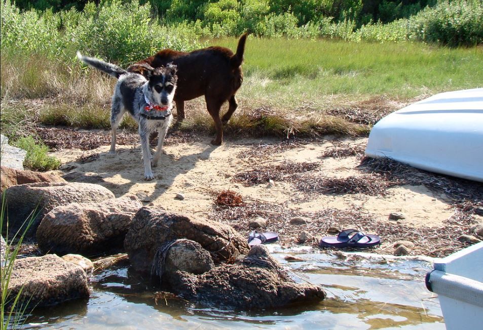 dog friendly cape cod