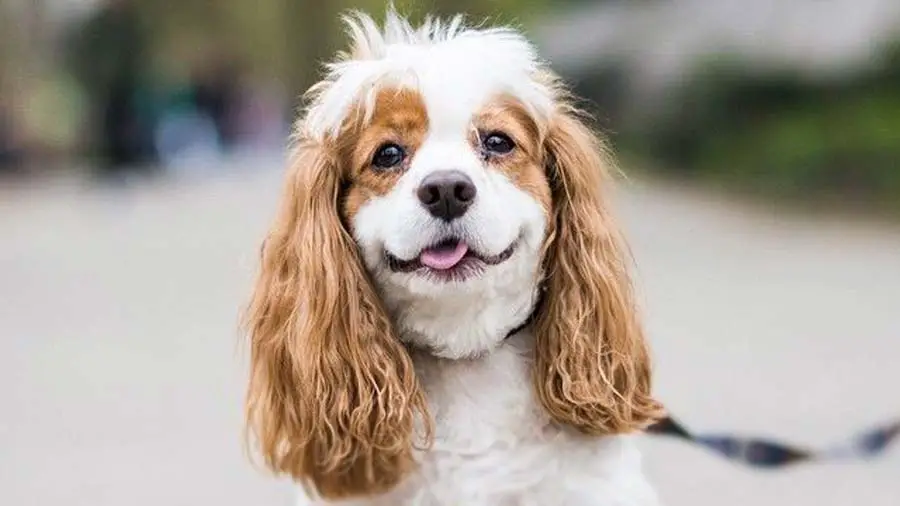 Cockalier: https://blog.tryfi.com/