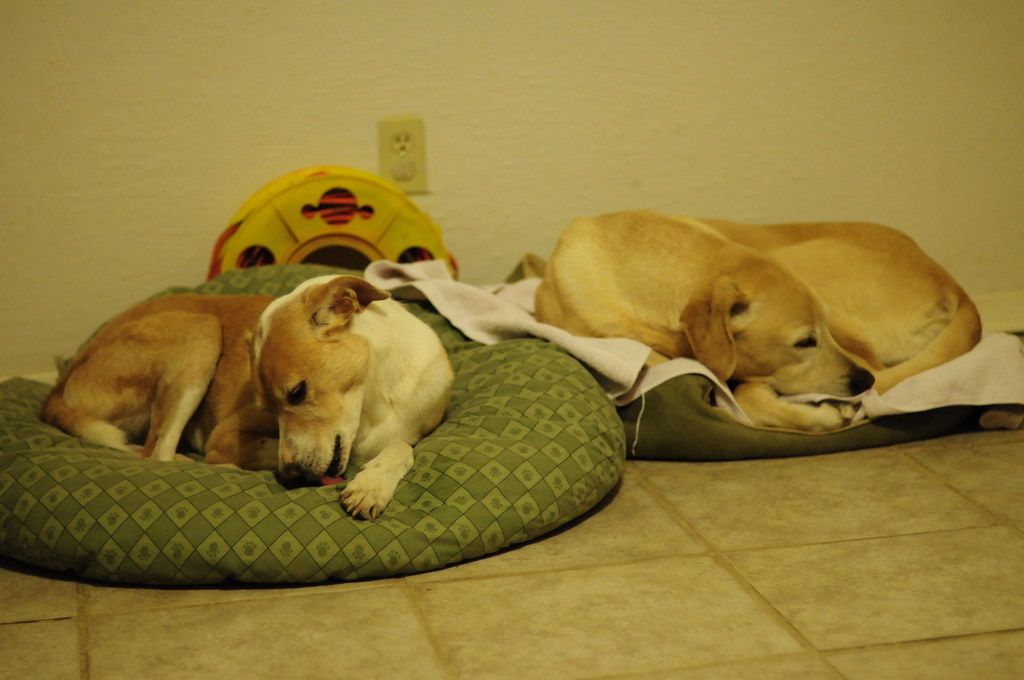 dog friendly couches