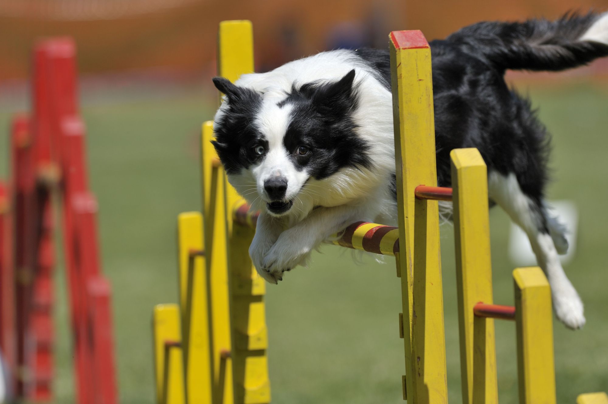Dogs Like Agility Training