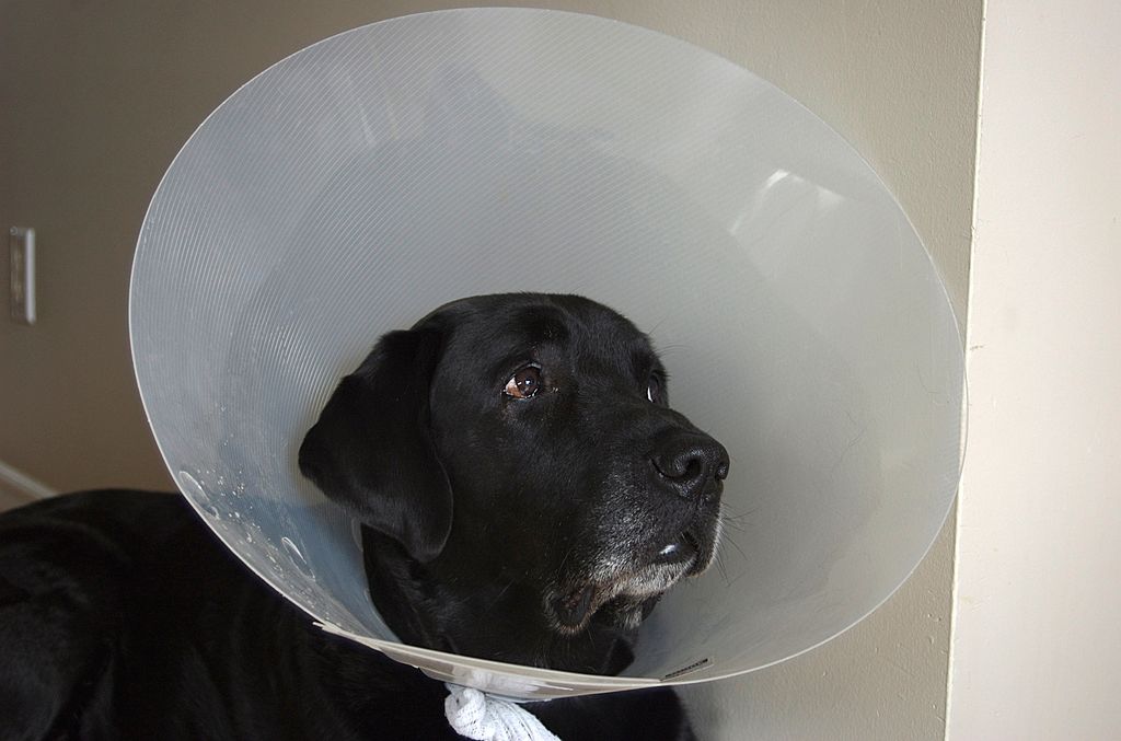 how long should dog wear collar after spay