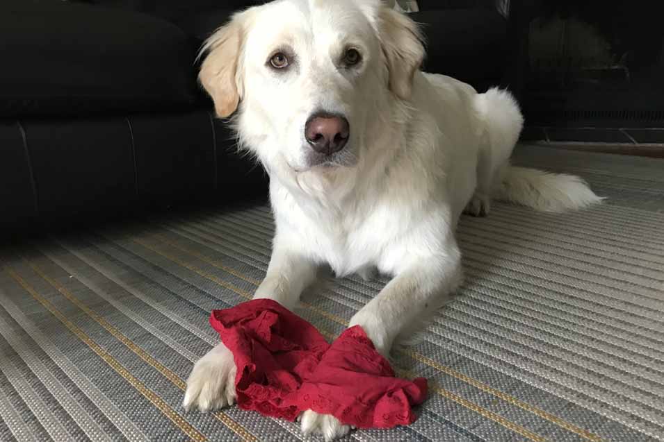 Why Does My Dog Eat My Underwear