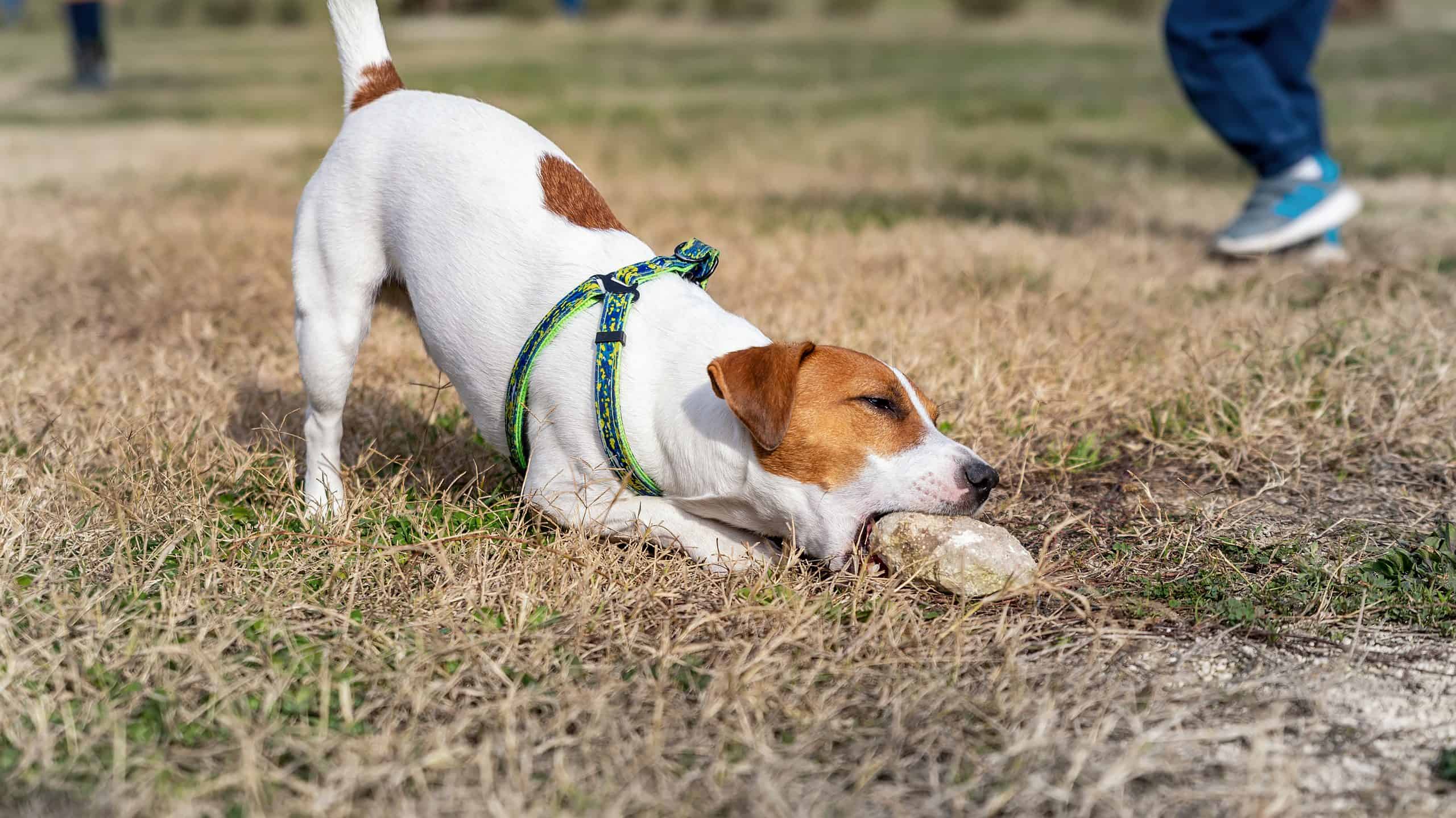 Dog eating a rock piece