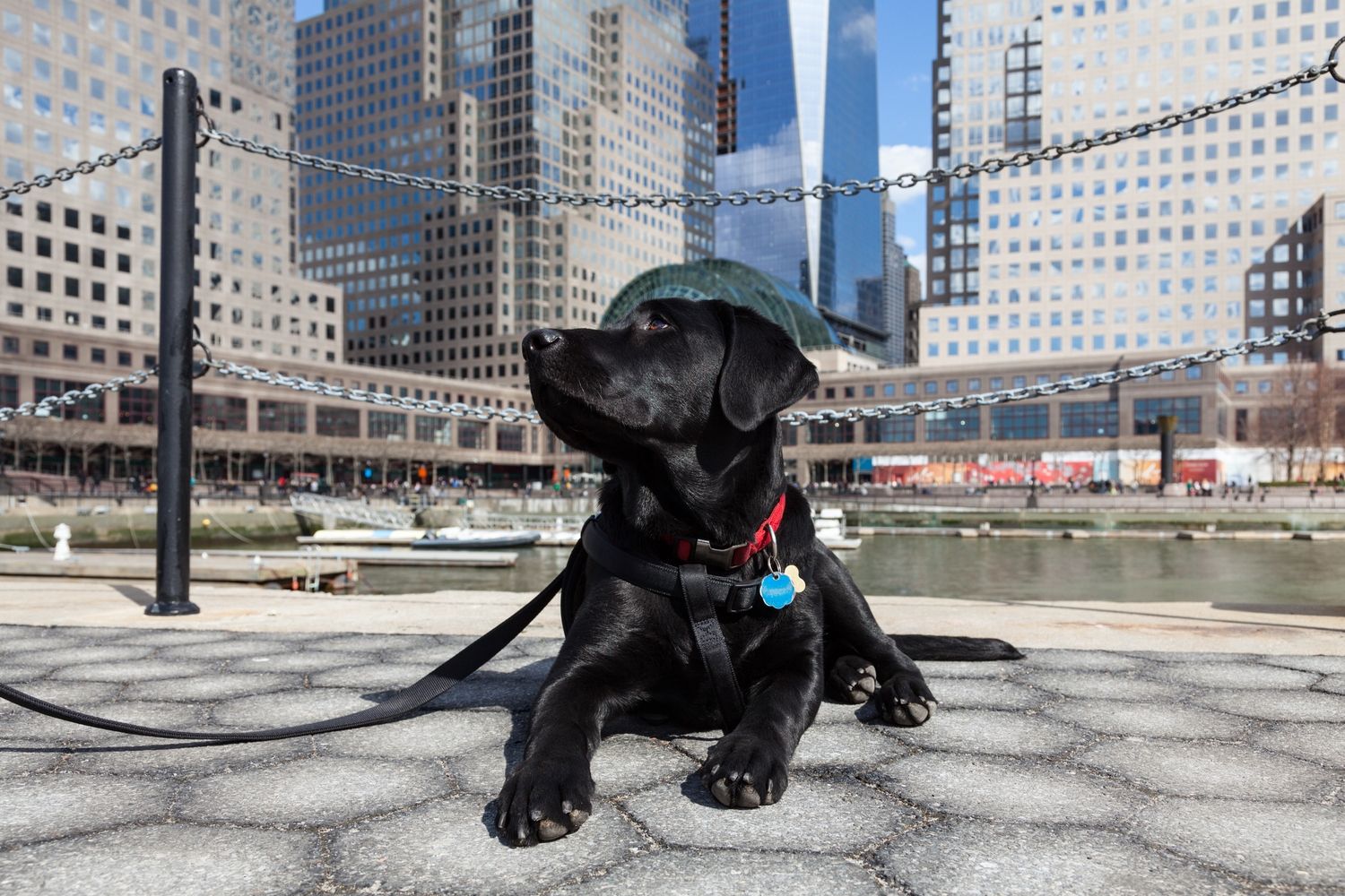 Dog-Friendly things in Brooklyn 