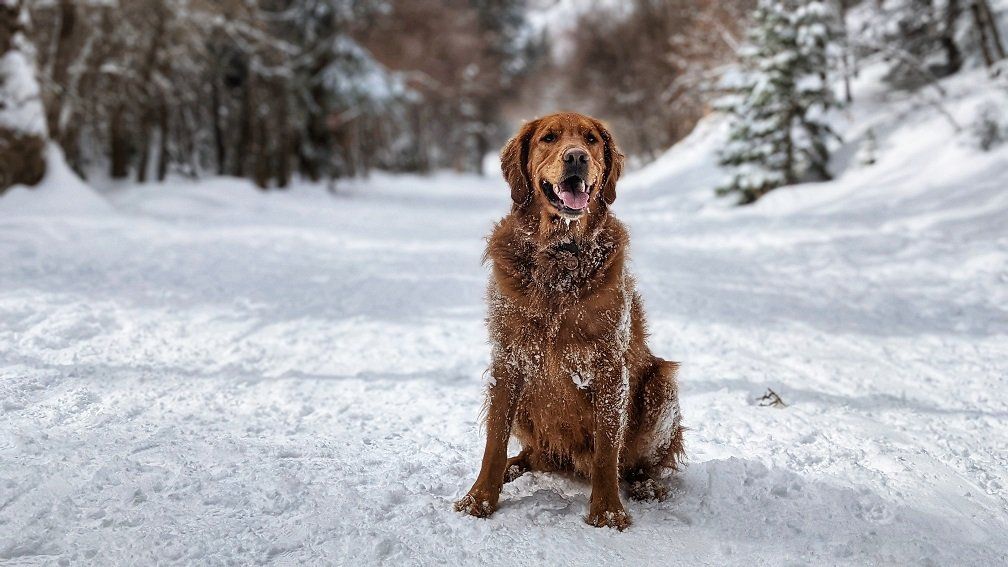 Dog friendly salt lake city