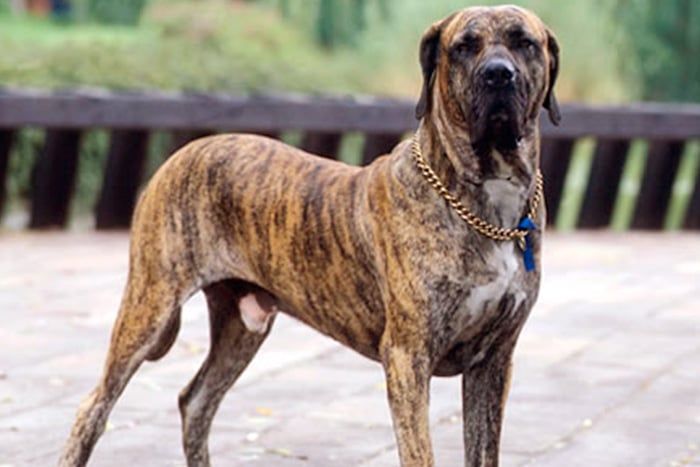 Fila Brasileiro